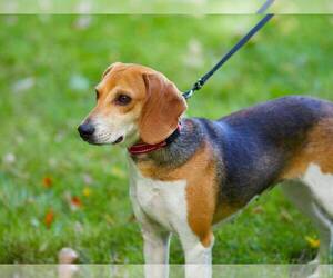 Beagle Dogs for adoption in Monterey, VA, USA