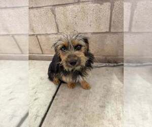 Mutt Dogs for adoption in Calgary, Alberta, Canada
