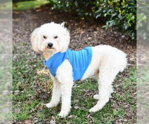 Poodle (Miniature) Dogs for adoption in Cumming, GA, USA