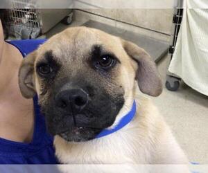 Pug-Unknown Mix Dogs for adoption in Riverside, CA, USA