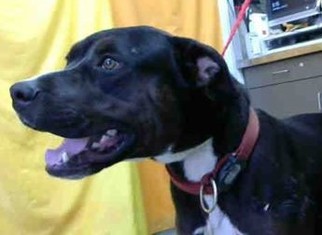 American Pit Bull Terrier-Labrador Retriever Mix Dogs for adoption in Seattle, WA, USA