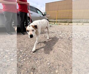 Mutt Dogs for adoption in Calgary, Alberta, Canada