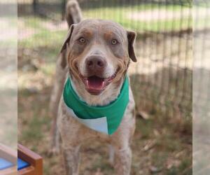 American Staffordshire Terrier Dogs for adoption in San Antonio, TX, USA