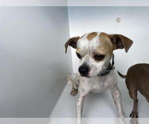 Chihuahua Dogs for adoption in Houston, TX, USA