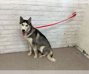 Siberian Husky Dogs for adoption in San Bernardino, CA, USA
