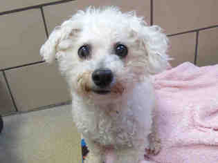 Bichon Frise Dogs for adoption in Fort Wayne, IN, USA