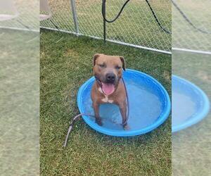 American Pit Bull Terrier Dogs for adoption in Louisville, KY, USA
