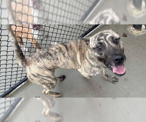 Mastiff-Unknown Mix Dogs for adoption in Tulsa, OK, USA
