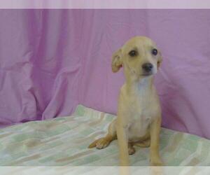 Chihuahua Dogs for adoption in Sacramento, CA, USA