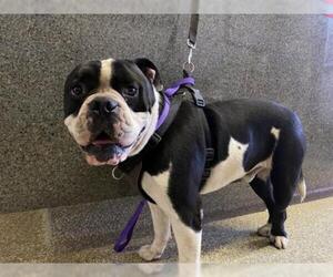 Bulldog-Unknown Mix Dogs for adoption in pomona, CA, USA