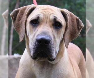 Fila Brasileiro Dogs for adoption in Jasper, AL, USA