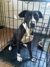Labrador Retriever-Unknown Mix Dogs for adoption in Tuskegee, AL, USA