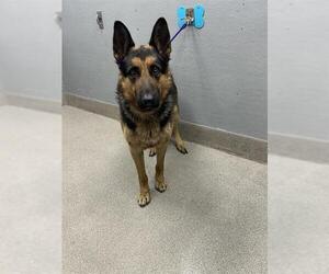 German Shepherd Dog-Unknown Mix Dogs for adoption in Las Vegas, NV, USA
