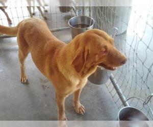 Labrador Retriever Dogs for adoption in Bonifay, MO, USA