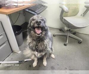Great Pyrenees-Unknown Mix Dogs for adoption in Santa Cruz, CA, USA