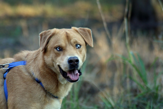 Australian Shepherd-Carolina Dog Mix Dogs for adoption in Statesboro, GA, USA