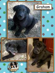 Labrador Retriever-Unknown Mix Dogs for adoption in Malakoff, TX, USA