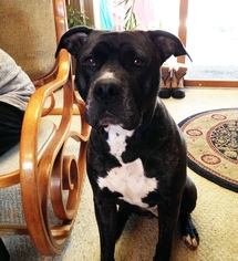 Plott Hound-Unknown Mix Dogs for adoption in Kenosha, WI, USA