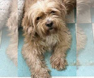 ShiChi Dogs for adoption in Wetumpka, AL, USA