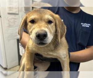 German Shepherd Dog-Unknown Mix Dogs for adoption in Visalia, CA, USA