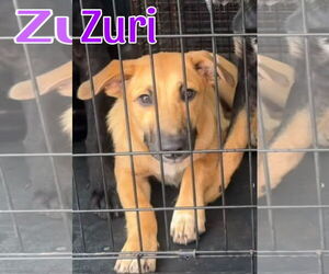 German Shepherd Dog-Unknown Mix Dogs for adoption in Monterey, VA, USA