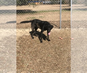 Shepradors Dogs for adoption in Huger, SC, USA