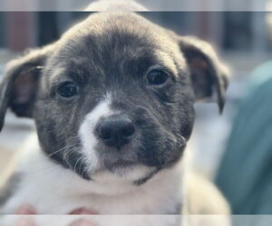 American Staffordshire Terrier Dogs for adoption in Holly Springs, NC, USA