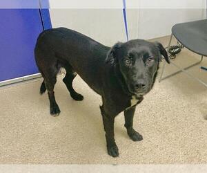 Mutt Dogs for adoption in Bakersfield, CA, USA