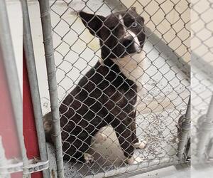 Huskies -Unknown Mix Dogs for adoption in Anchorage, AK, USA