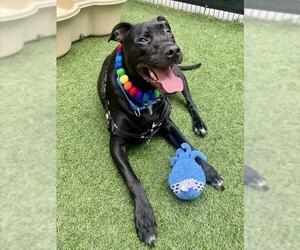 Labrador Retriever-Unknown Mix Dogs for adoption in San Francisco, CA, USA