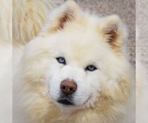 Chow Chow-Samoyed Mix Dogs for adoption in Huntley, IL, USA