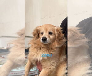 Spaniel-Unknown Mix Dogs for adoption in Chico, CA, USA