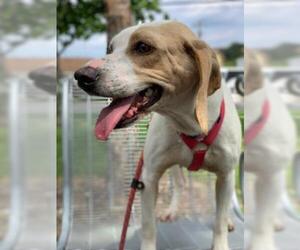 Beagle-Unknown Mix Dogs for adoption in Norfolk, VA, USA