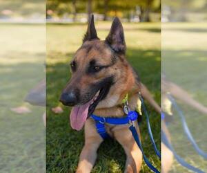 German Shepherd Dog Dogs for adoption in Riverside, CA, USA