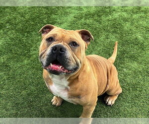 Bulldog Dogs for adoption in Orange, CA, USA