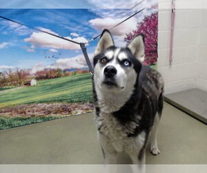 Siberian Husky-Unknown Mix Dogs for adoption in Moreno Valley, CA, USA