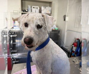 Poodle (Miniature)-Unknown Mix Dogs for adoption in San Bernardino, CA, USA