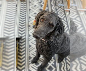 Poodle (Standard) Dogs for adoption in Pacolet, SC, USA