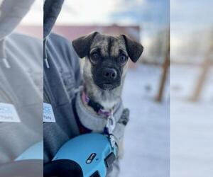 Chug Dogs for adoption in Laramie, WY, USA