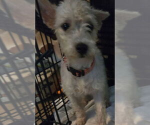 Norwich Terrier-Unknown Mix Dogs for adoption in San Antonio, TX, USA