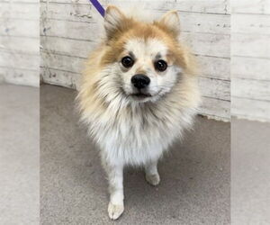 Pomeranian Dogs for adoption in San Bernardino, CA, USA