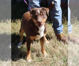 Rotterman Dogs for adoption in Bandera, TX, USA