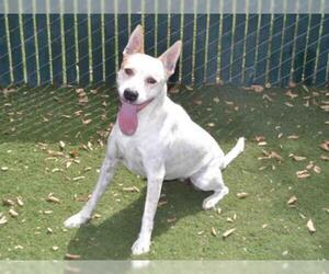 Mutt Dogs for adoption in Oroville, CA, USA