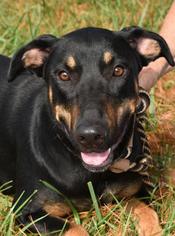 Doberman Pinscher Dogs for adoption in Nashville, IN, USA