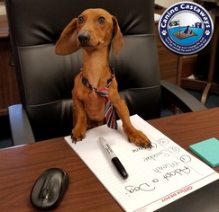 Dachshund Dogs for adoption in Arcadia, FL, USA