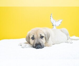 Mastiff Dogs for adoption in Studio City, CA, USA