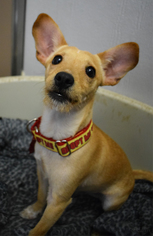 Chihuahua-Unknown Mix Dogs for adoption in Plano, TX, USA