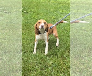 Beagle Dogs for adoption in Rustburg, VA, USA