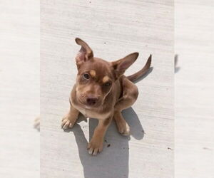 American Pit Bull Terrier-Huskies  Mix Dogs for adoption in Newport Beach, CA, USA