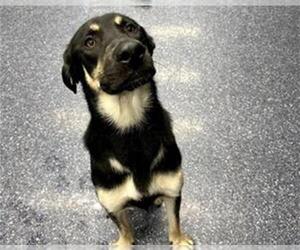 German Shepherd Dog-Huskies  Mix Dogs for adoption in Anchorage, AK, USA